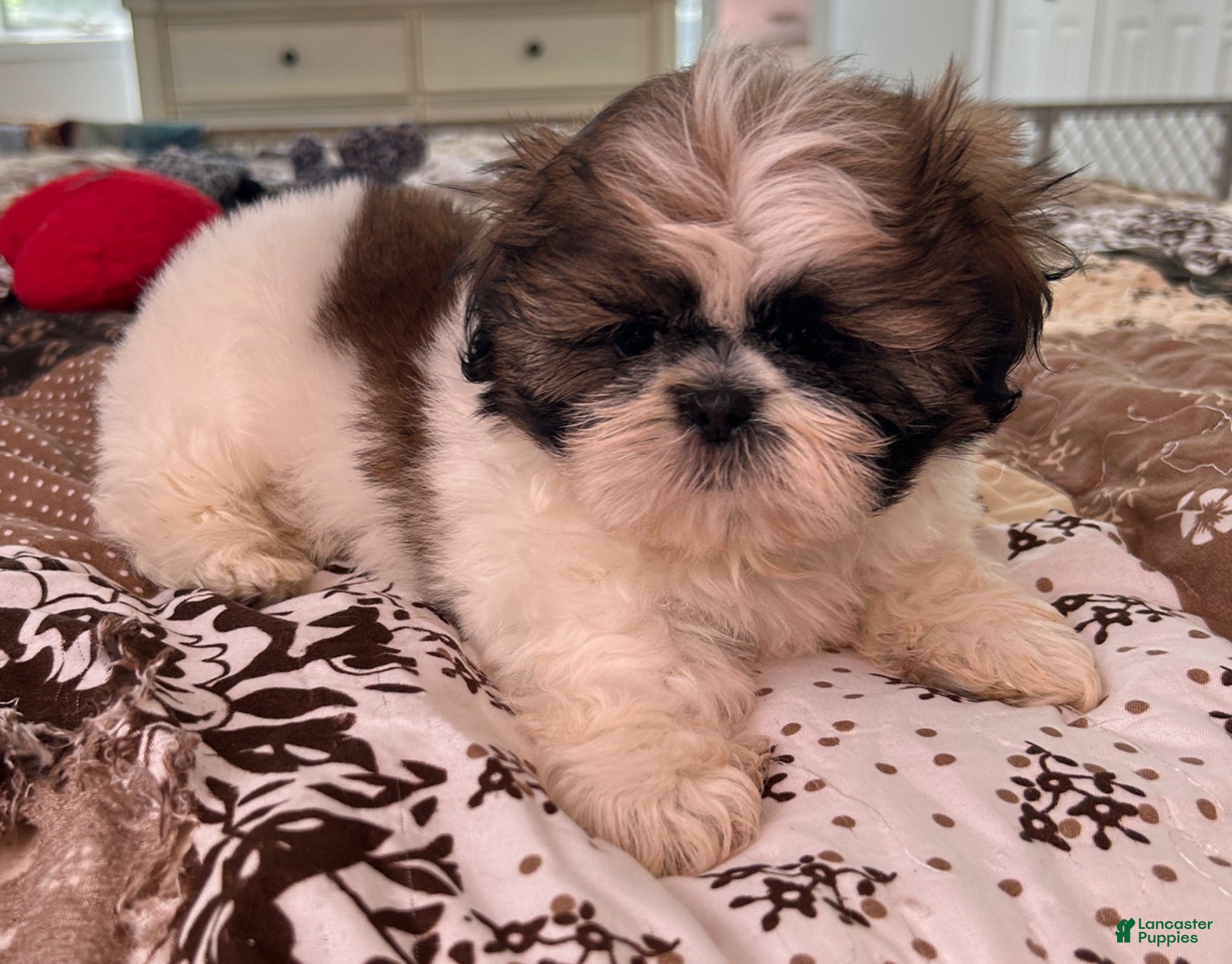 Shih Tzu dogs James - Ad 2