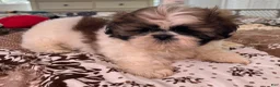 Shih Tzu dogs for sale: James - Ad 2