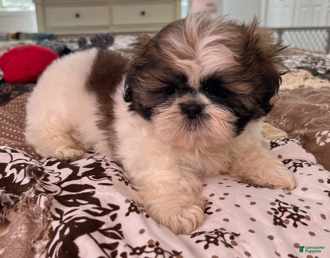 Shih Tzu dogs for sale: James - Ad 2