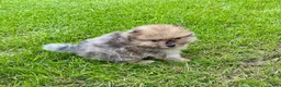 Pomeranian dogs for sale: Otis - Ad 3