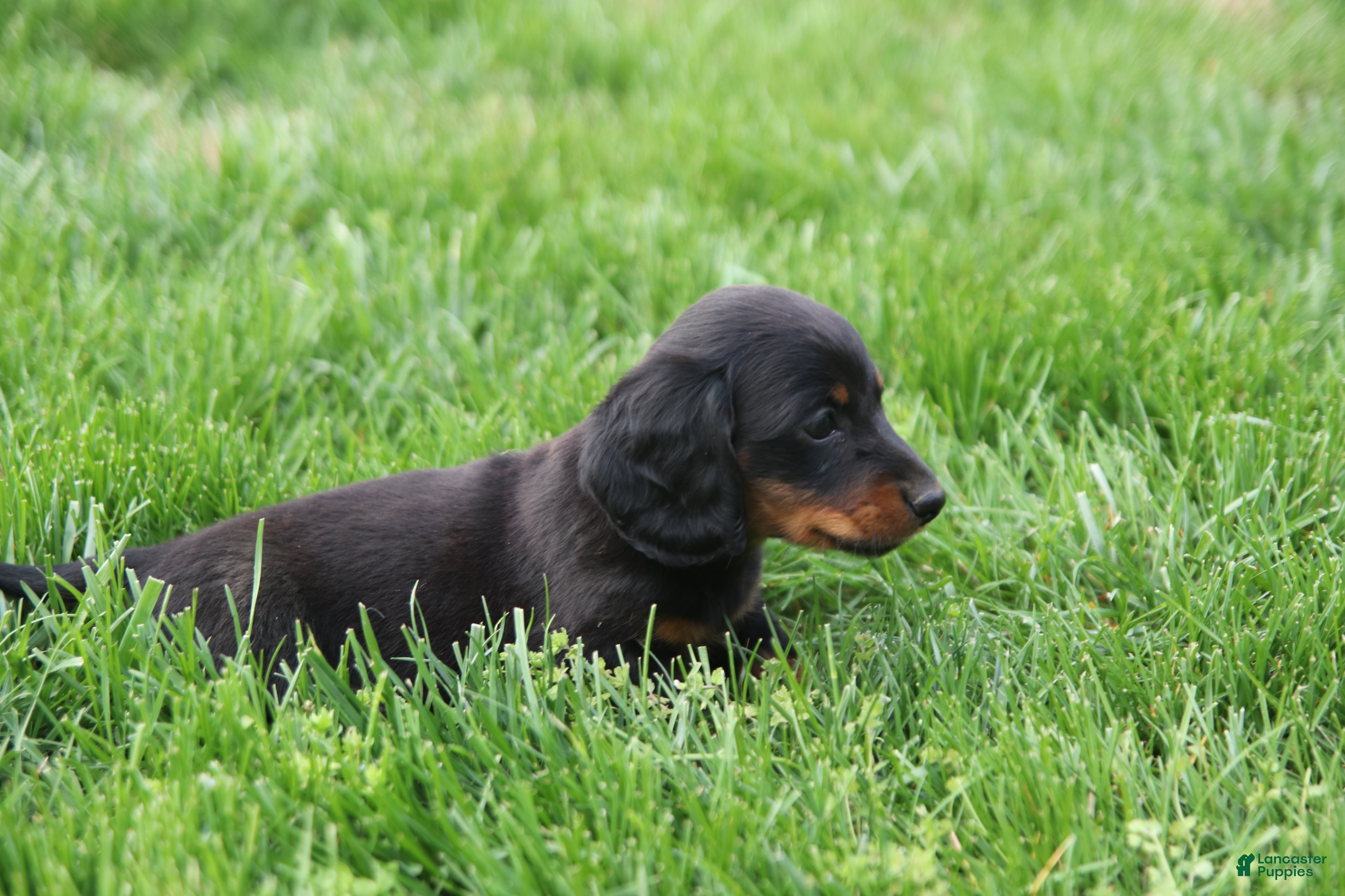 Miniature Dachshund dogs Remi - Ad 2