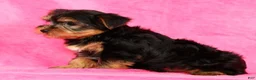 Yorkshire Terrier dogs for sale: Leo - Ad 8
