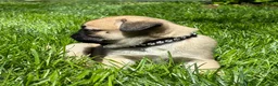 Pug dogs for sale: Mai - Ad 4
