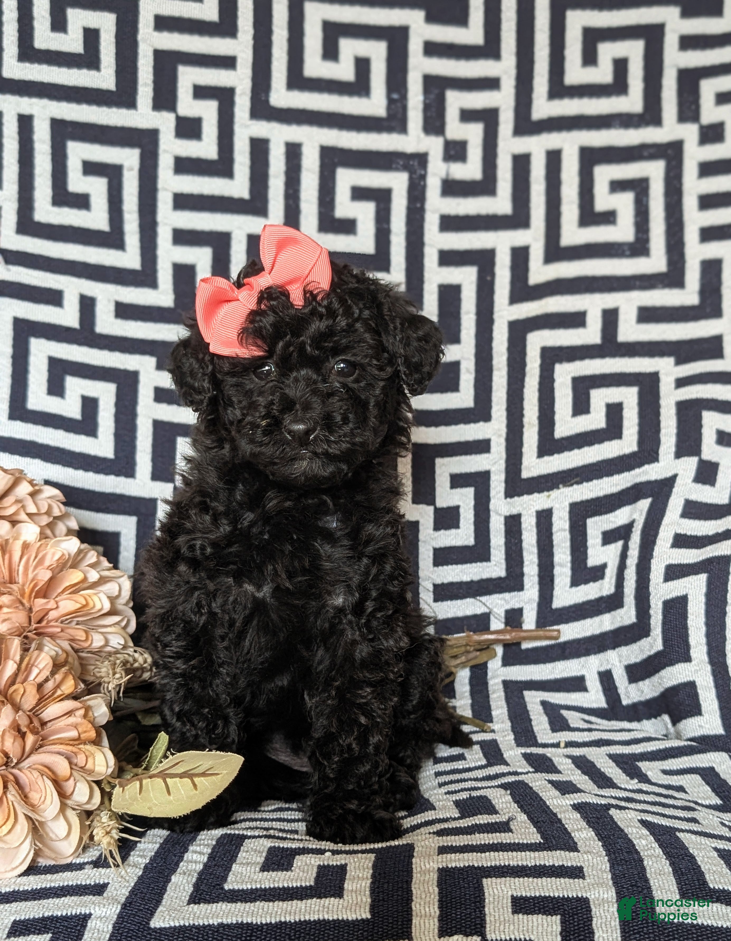 Miniature Poodle dogs Kiah - Ad 2