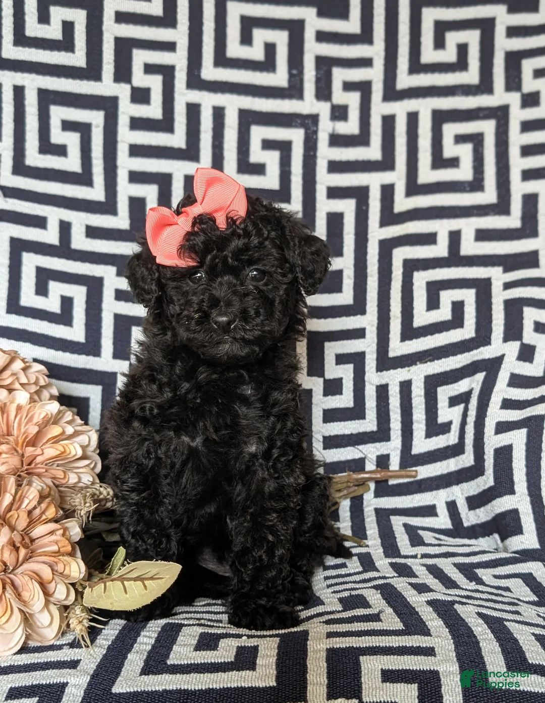 Miniature Poodle dogs for sale: Kiah - Ad 2
