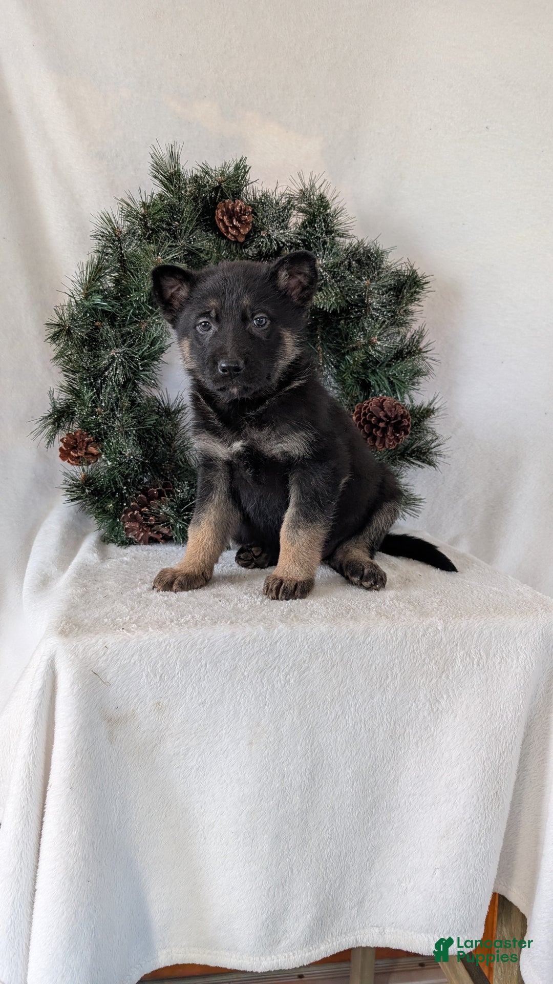 German Shepherd dogs for sale: Sara - Ad 4