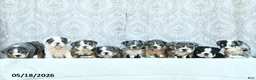 English Bulldog dogs for sale: Sheila - Ad 3