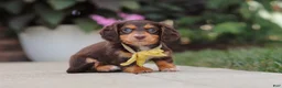 Miniature Dachshund dogs for sale: Grover - Ad 13