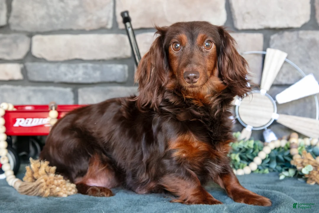 Miniature Dachshund dogs for sale: Juliana - Ad 4