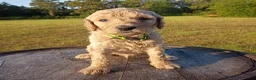 Goldendoodle dogs for sale: Christopher  - Ad 4