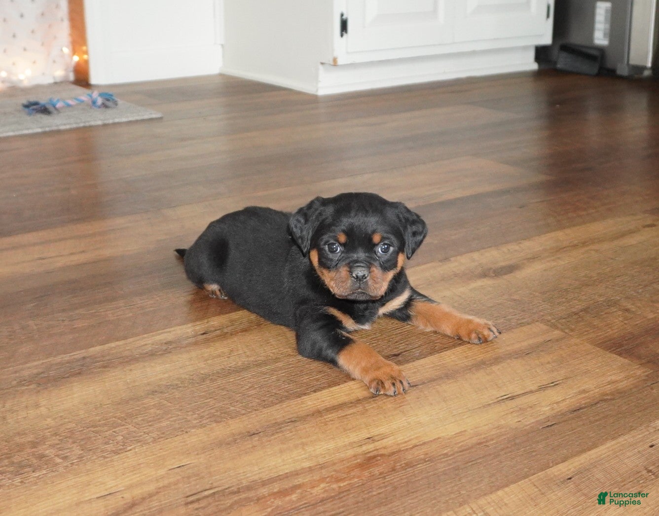 Rottweiler dogs Stella - Ad 2