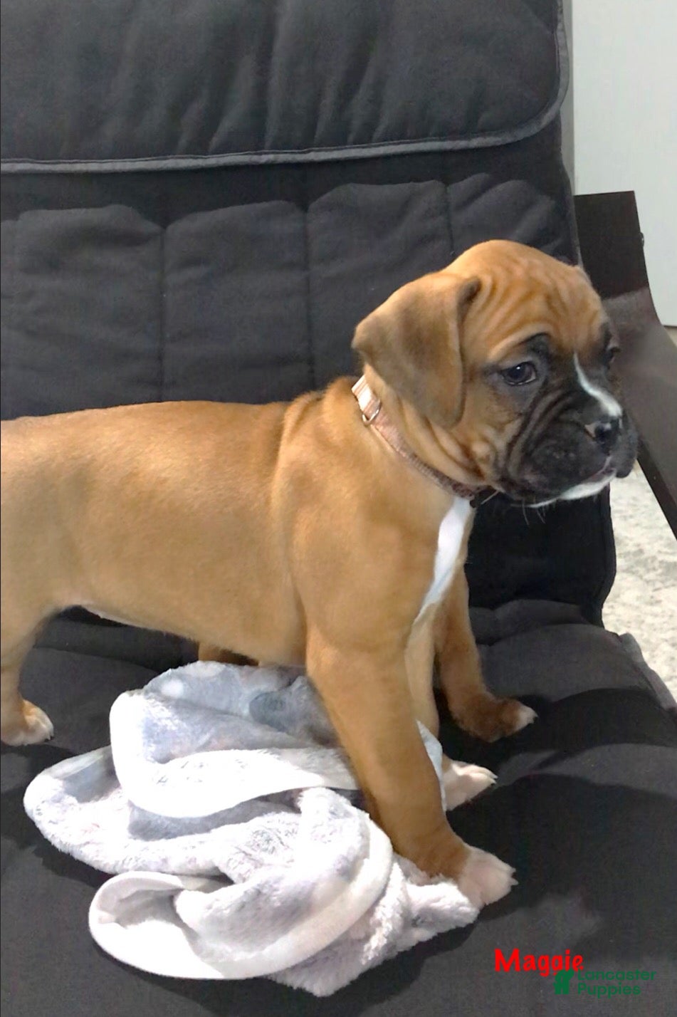 Boxer dogs Boxer Puppy 3 - Ad 2