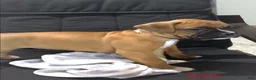 Boxer dogs for sale: Boxer Puppy 3 - Ad 2