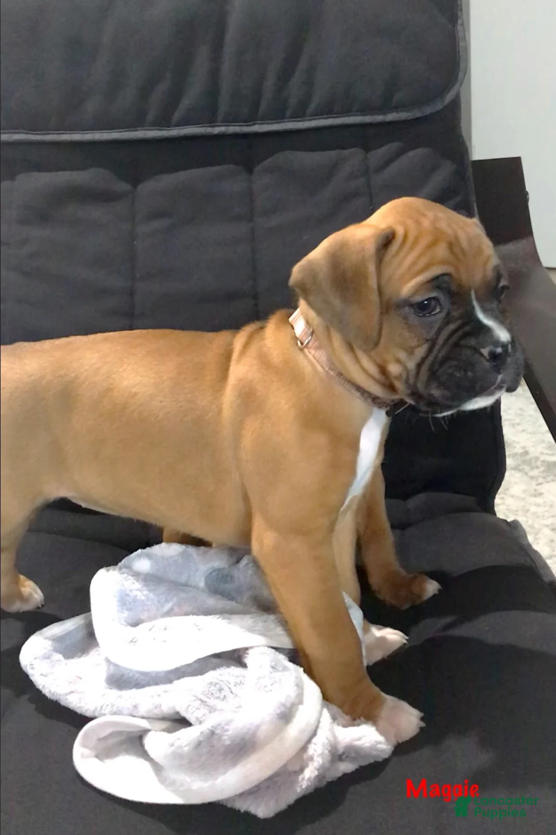 Boxer dogs for sale: Boxer Puppy 3 - Ad 2