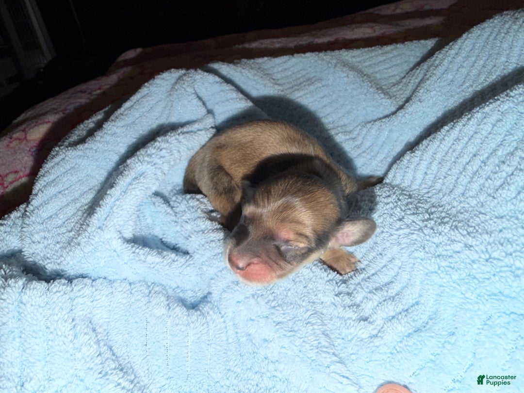 Miniature Dachshund dogs for sale: Cream - Ad 33