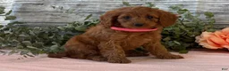 Cavapoo dogs for sale: Eden - Ad 4