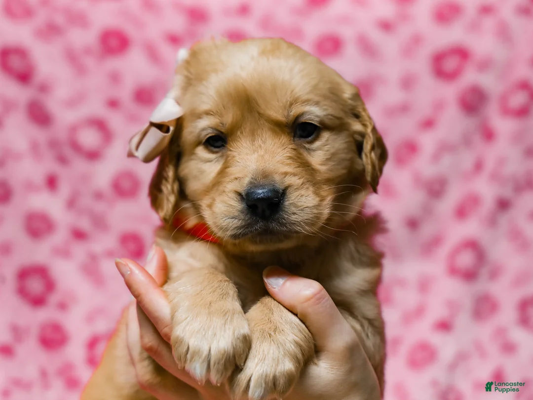 Golden Retriever dogs for sale: Dahlia Golden Retriever Puppy 7 - Ad 4