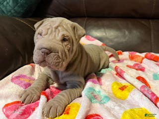 Shar Pei dogs Romeo - Ad 2