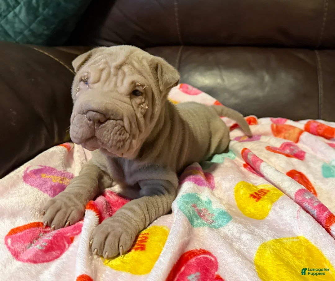 Shar Pei dogs for sale: Romeo - Ad 1