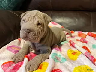 Shar Pei dogs Romeo - Ad 3