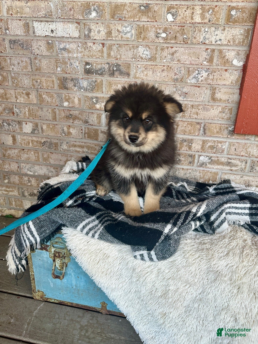 Pomsky dogs for sale: Alex - Ad 4