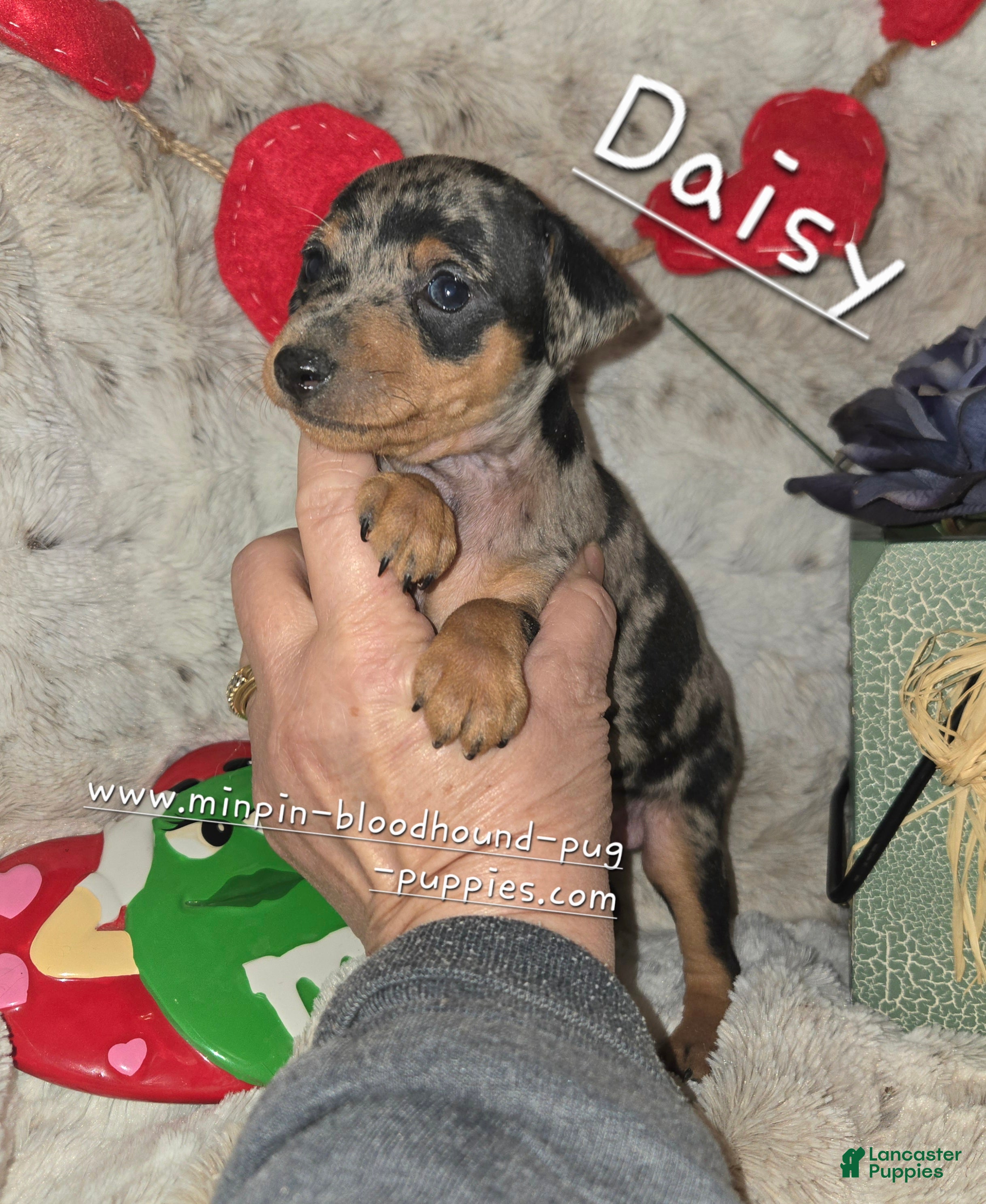 Miniature Pinscher dogs Daisy black tan tweed merle - Ad 4