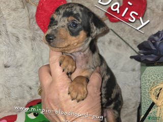 Miniature Pinscher dogs Daisy black tan tweed merle - Ad 4
