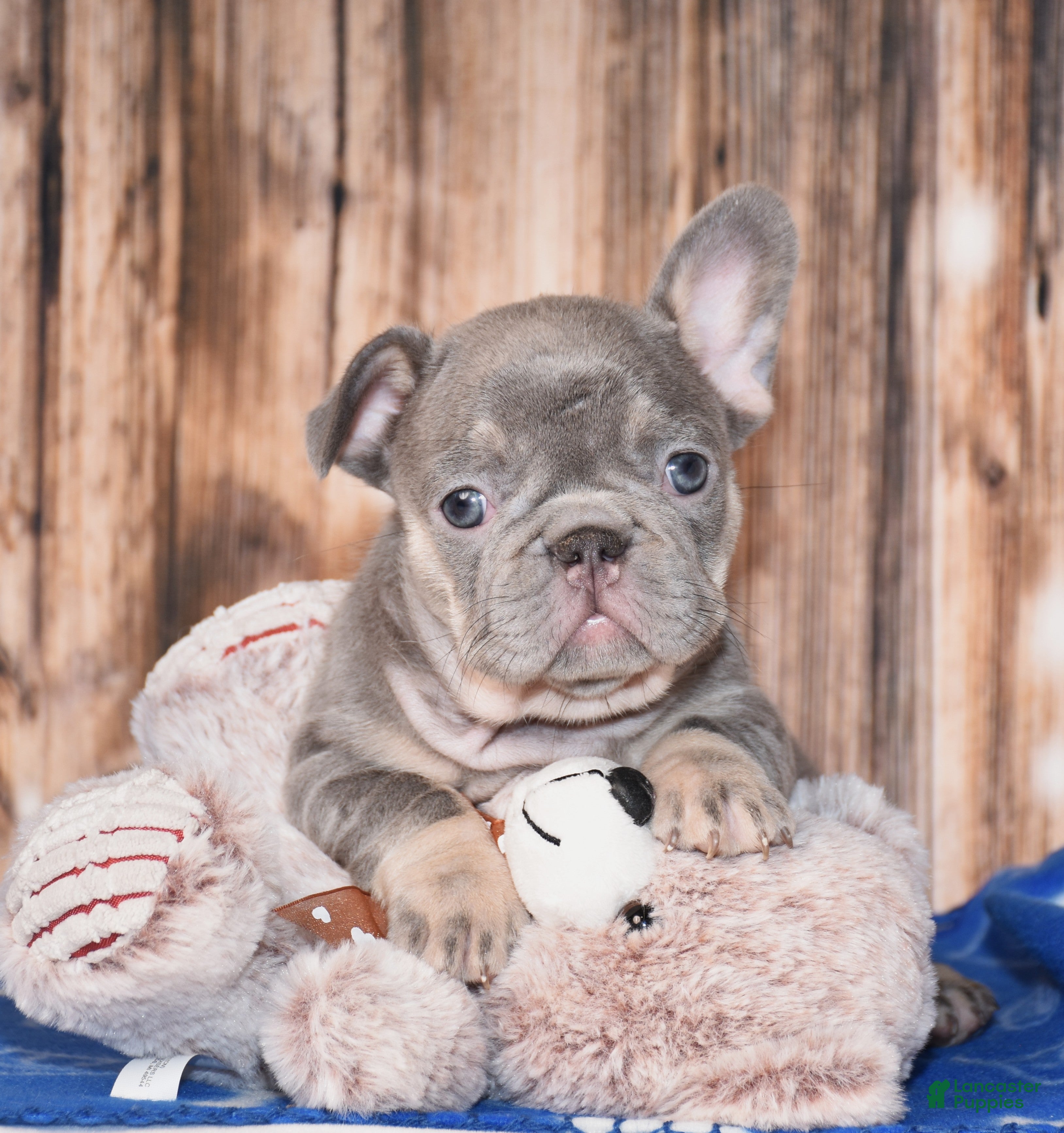 French Bulldog dogs Paisley  - Ad 2