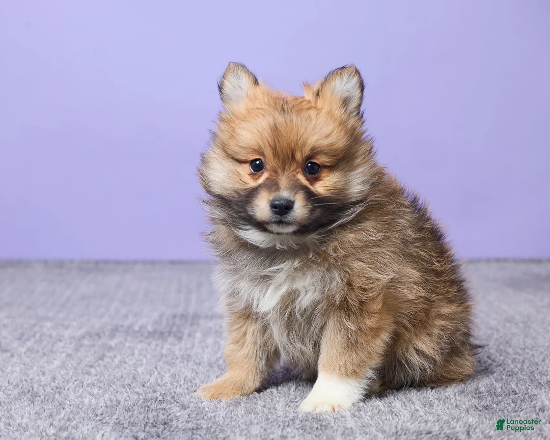 Pomeranian dogs for sale: Bella - Ad 2