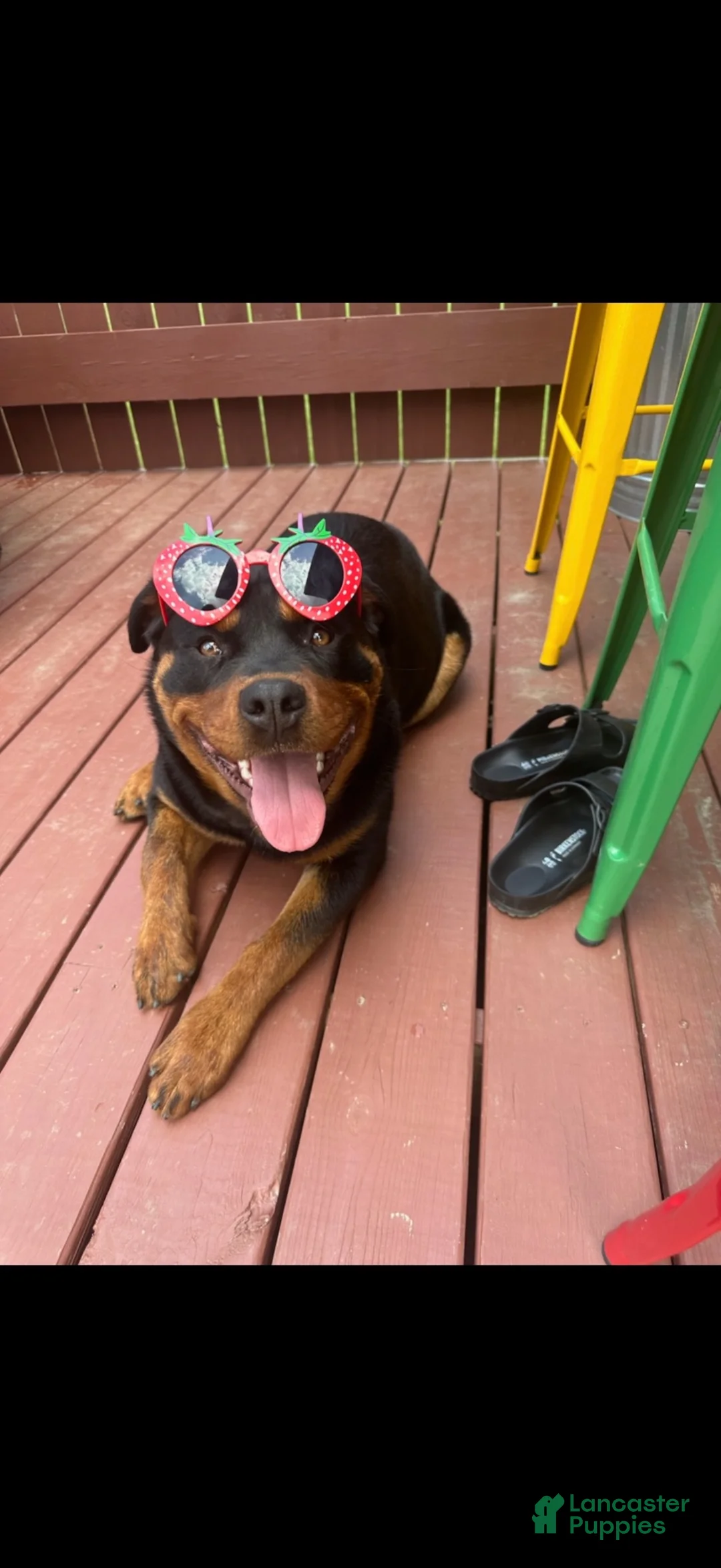 Rottweiler dogs for sale: Rottweiler 2 lainey - Ad 2