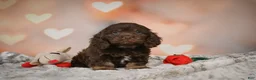 Cockapoo dogs for sale: Scarlet - Ad 4