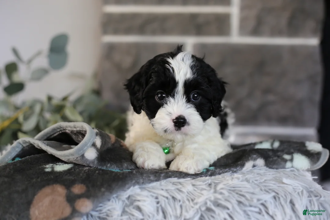 Cavapoo dogs for sale: Lennox - Ad 2