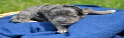 Bernedoodle dogs for sale: Blue Bernedoodle 3 - Ad 1