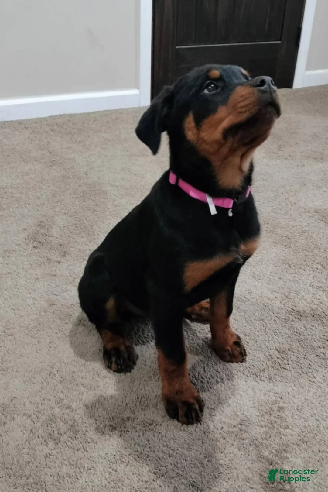 Rottweiler dogs for sale: Dragon - Ad 3