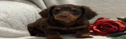 Miniature Dachshund dogs for sale: Polly - Ad 6