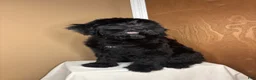 Giant Schnauzer dogs for sale: Grizzly - Ad 4
