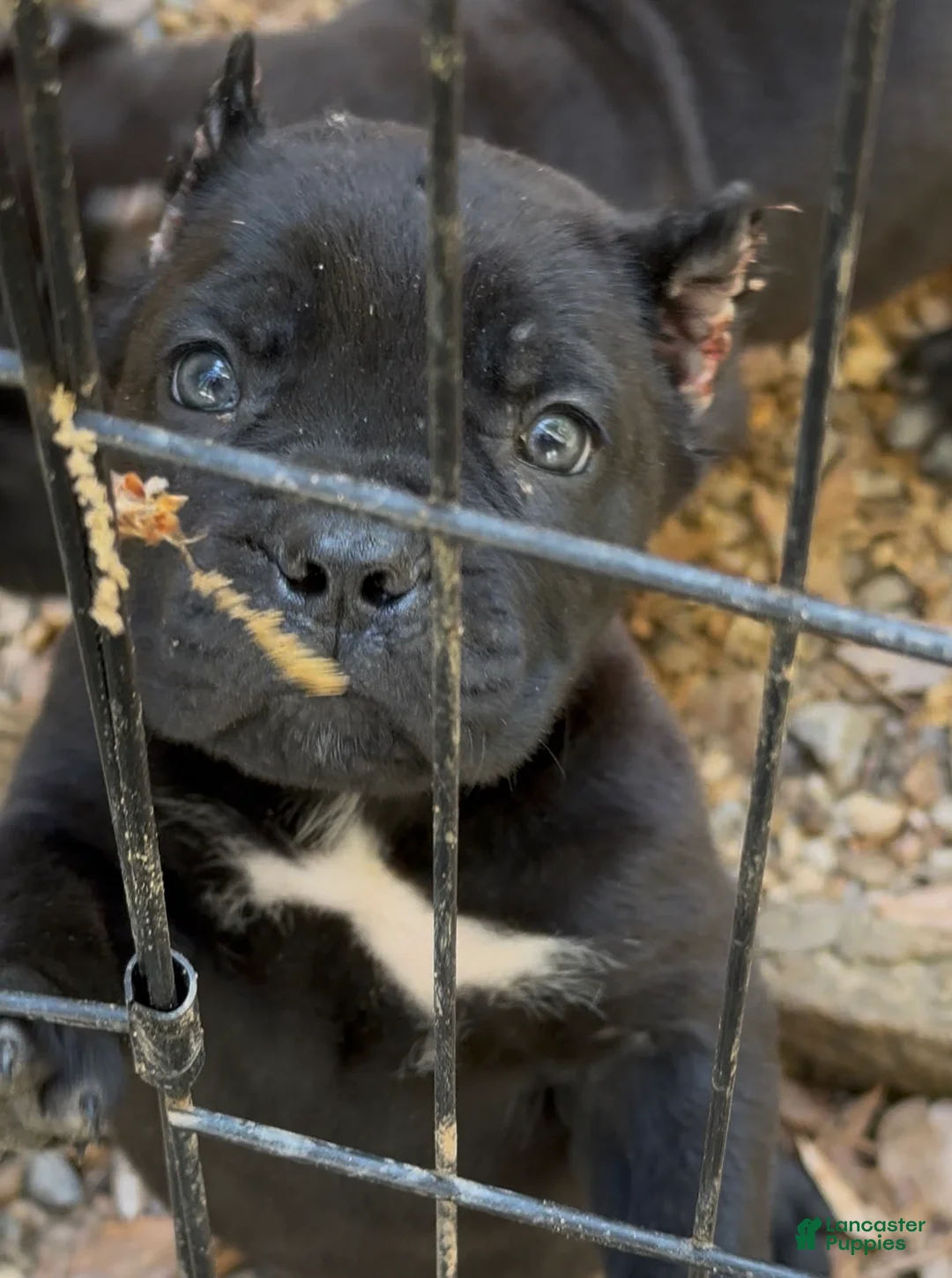 Cane Corso dogs for sale: Cane Corso Puppy 4 - Ad 2
