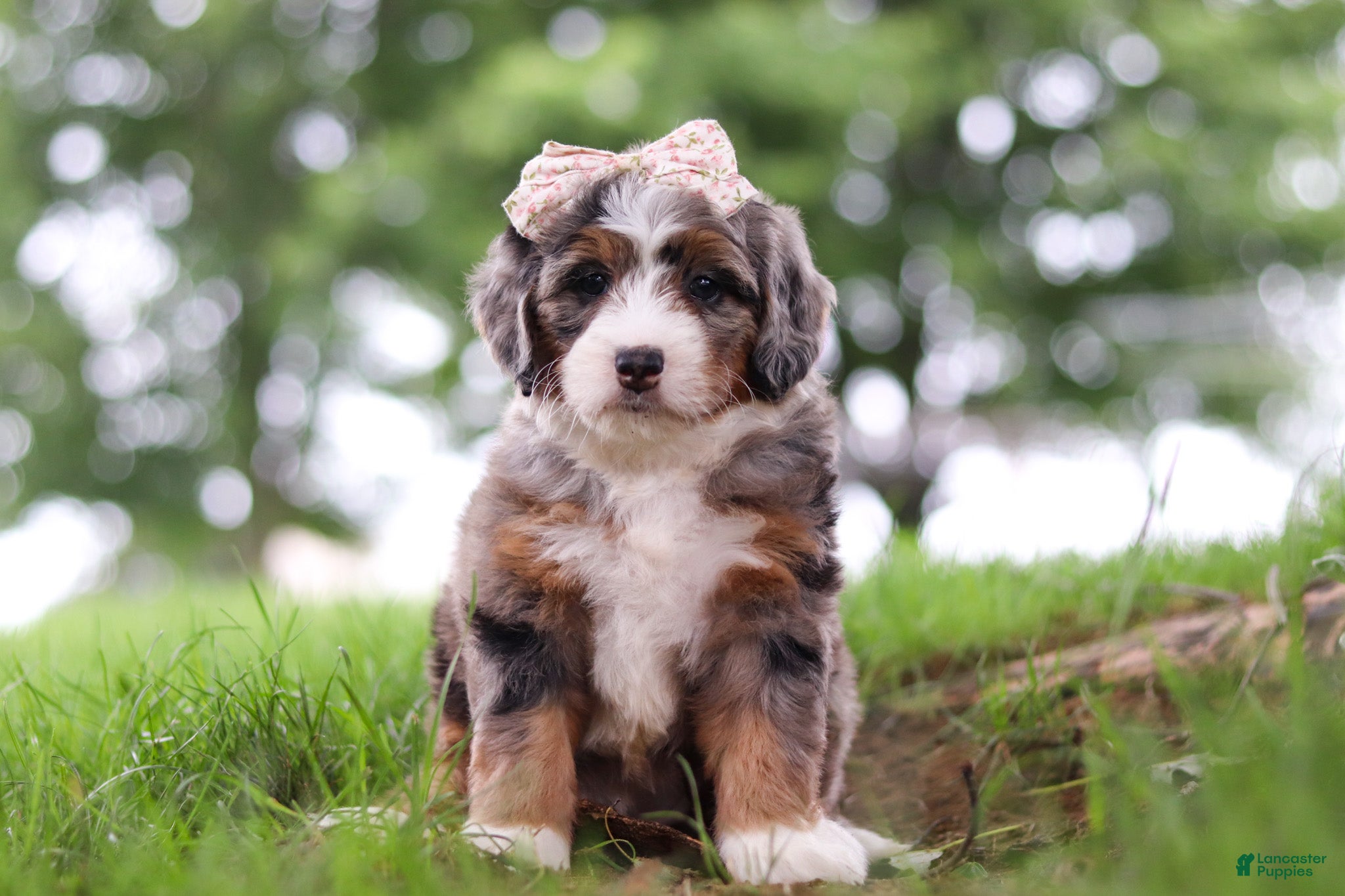 Mini Bernedoodle dogs Pelle - Ad 1