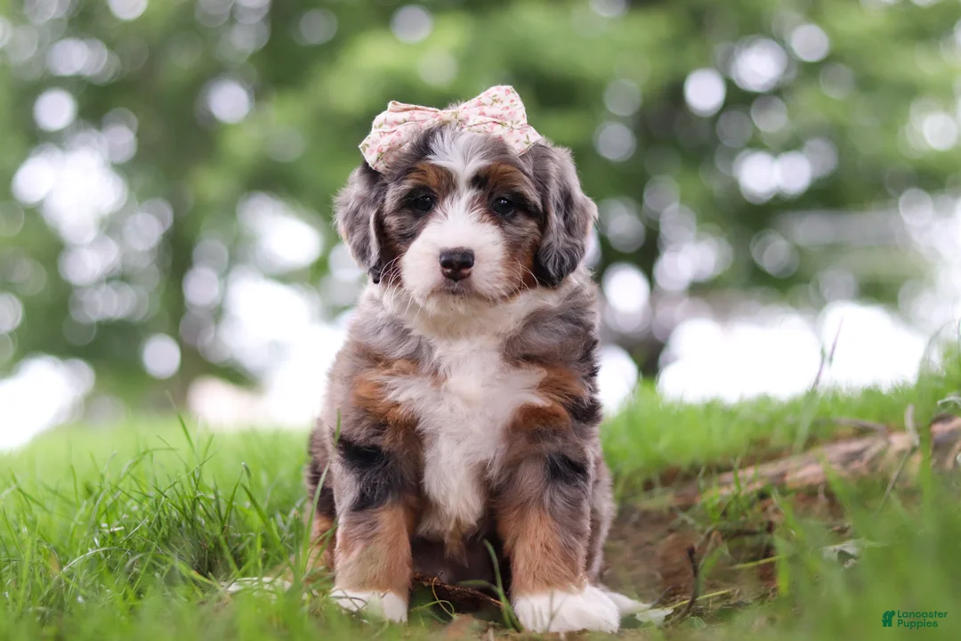 Mini Bernedoodle dogs for sale: Pelle - Ad 1
