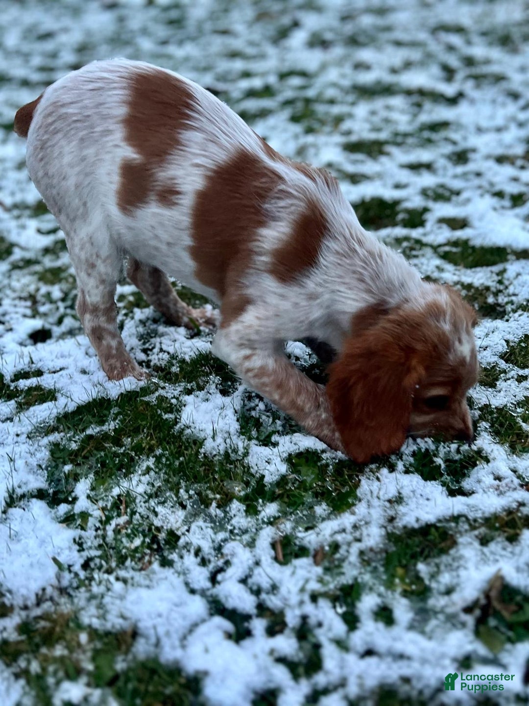 Brittany Spaniel dogs for sale: Autumn - Ad 6
