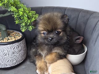 Pomeranian dogs Pomeranian Nina - Ad 15