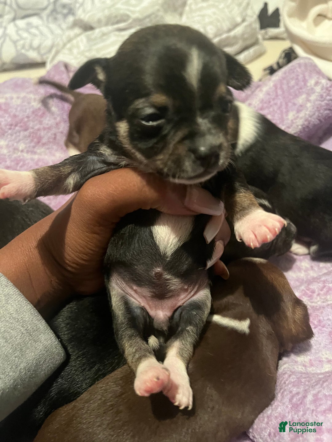 Chihuahua dogs for sale: Chihuahua Puppy 3 - Ad 10