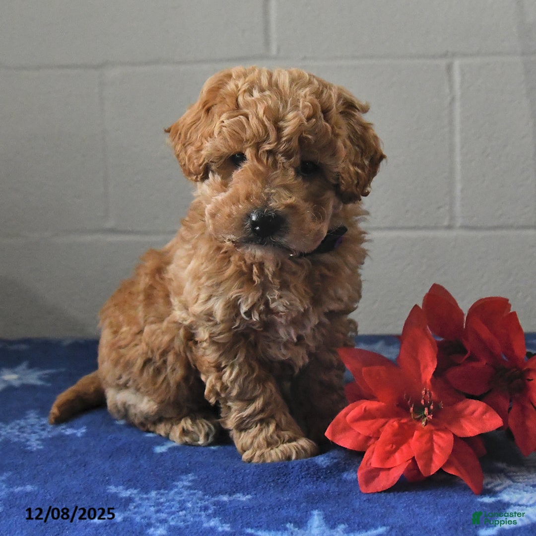 Miniature Labradoodle dogs for sale: Roxy - Ad 3