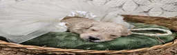 Mini Goldendoodle dogs for sale: Cassia - Ad 9