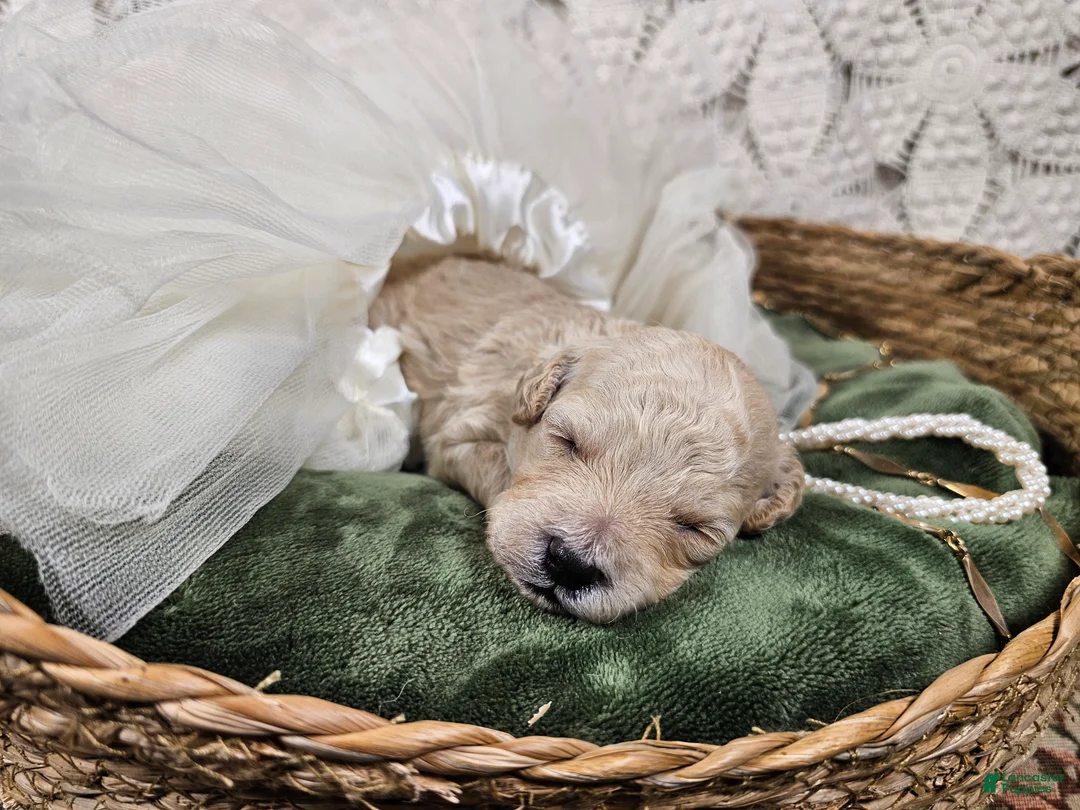 Mini Goldendoodle dogs for sale: Cassia - Ad 9