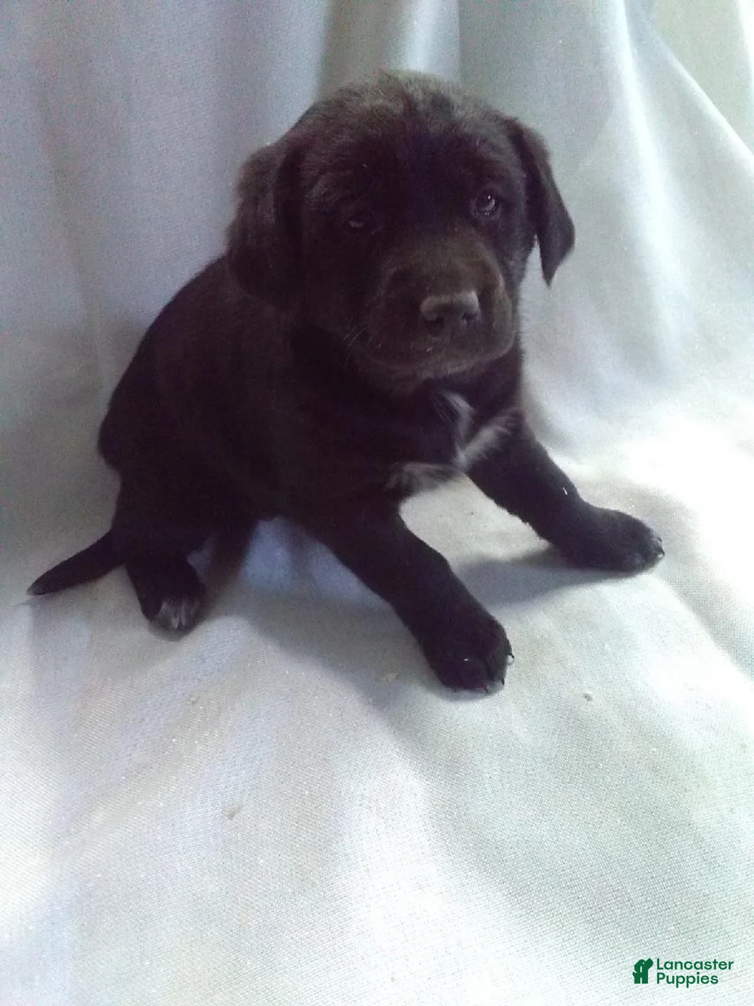 Mixed Breed dogs for sale: Mixed Breed Puppy 5 - Ad 2
