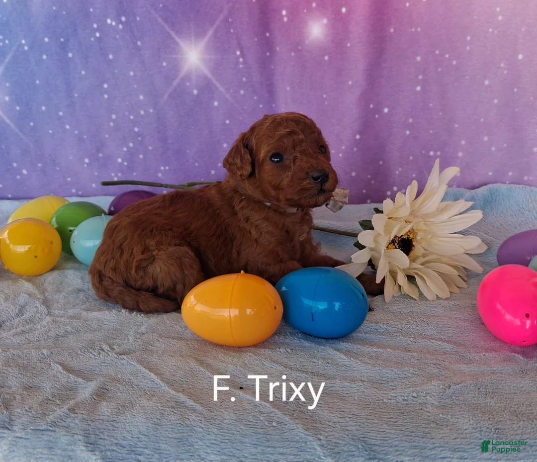 Miniature Poodle dogs for sale: Miniature Poodle Trixie  - Ad 1