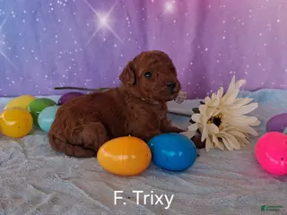 Miniature Poodle dogs Miniature Poodle Trixie - Ad 4
