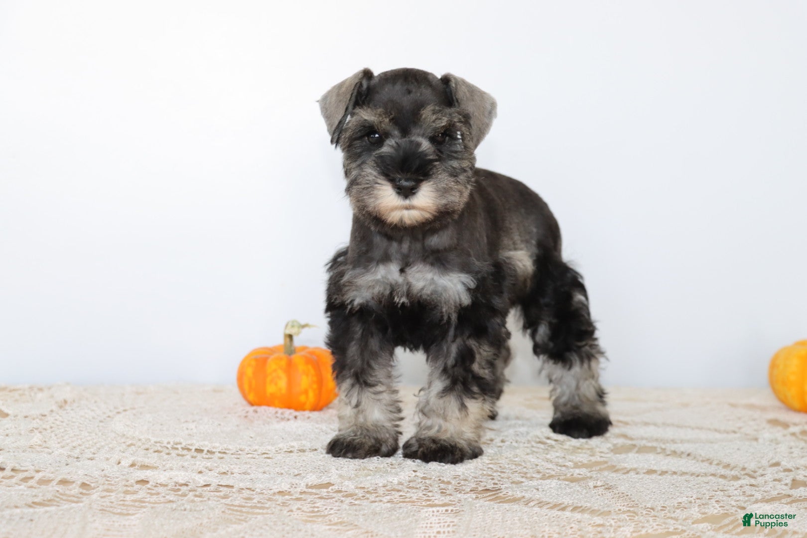 Miniature Schnauzer dogs for sale: Darla - Ad 1