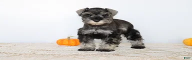 Darla